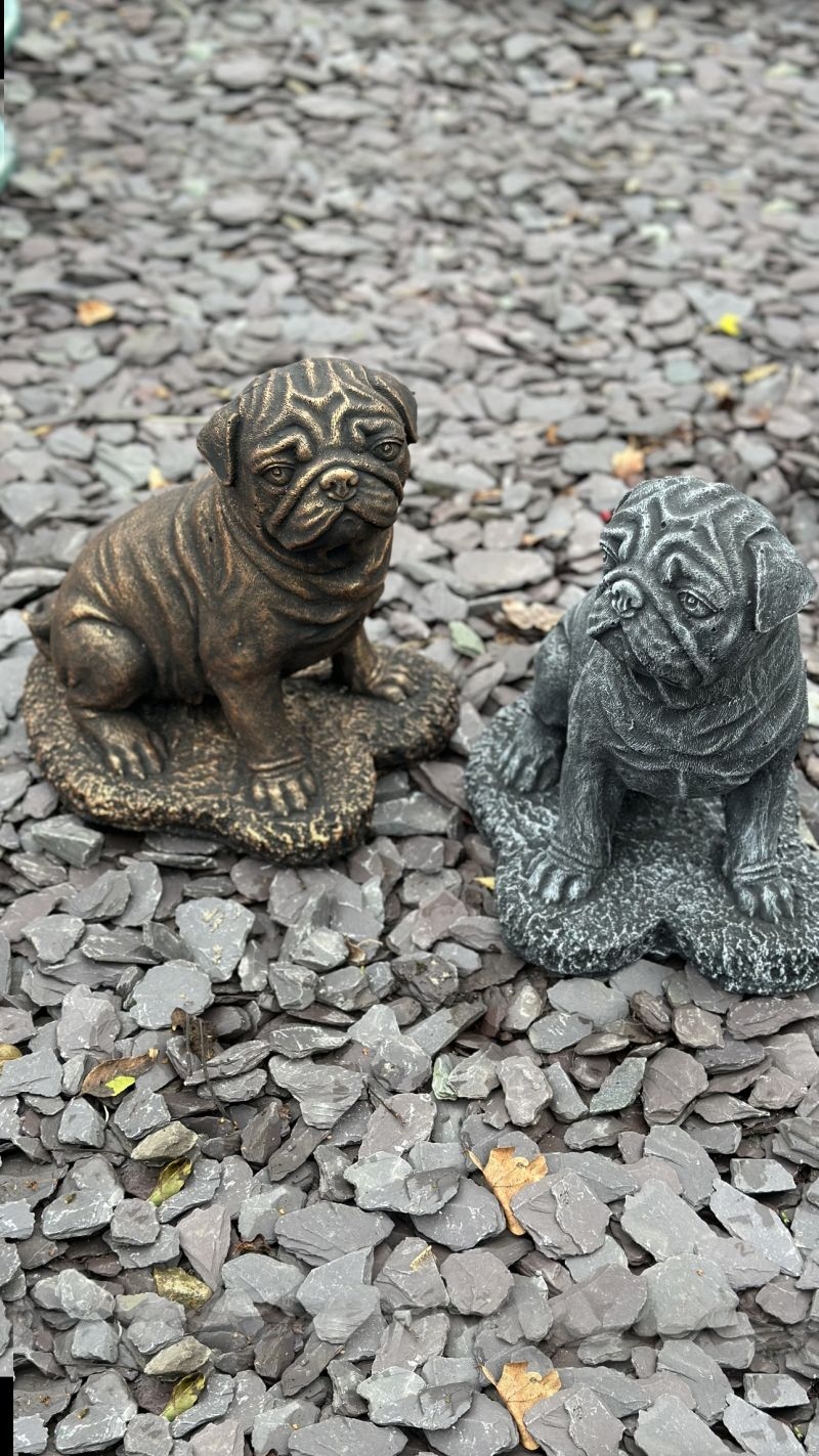 Pug