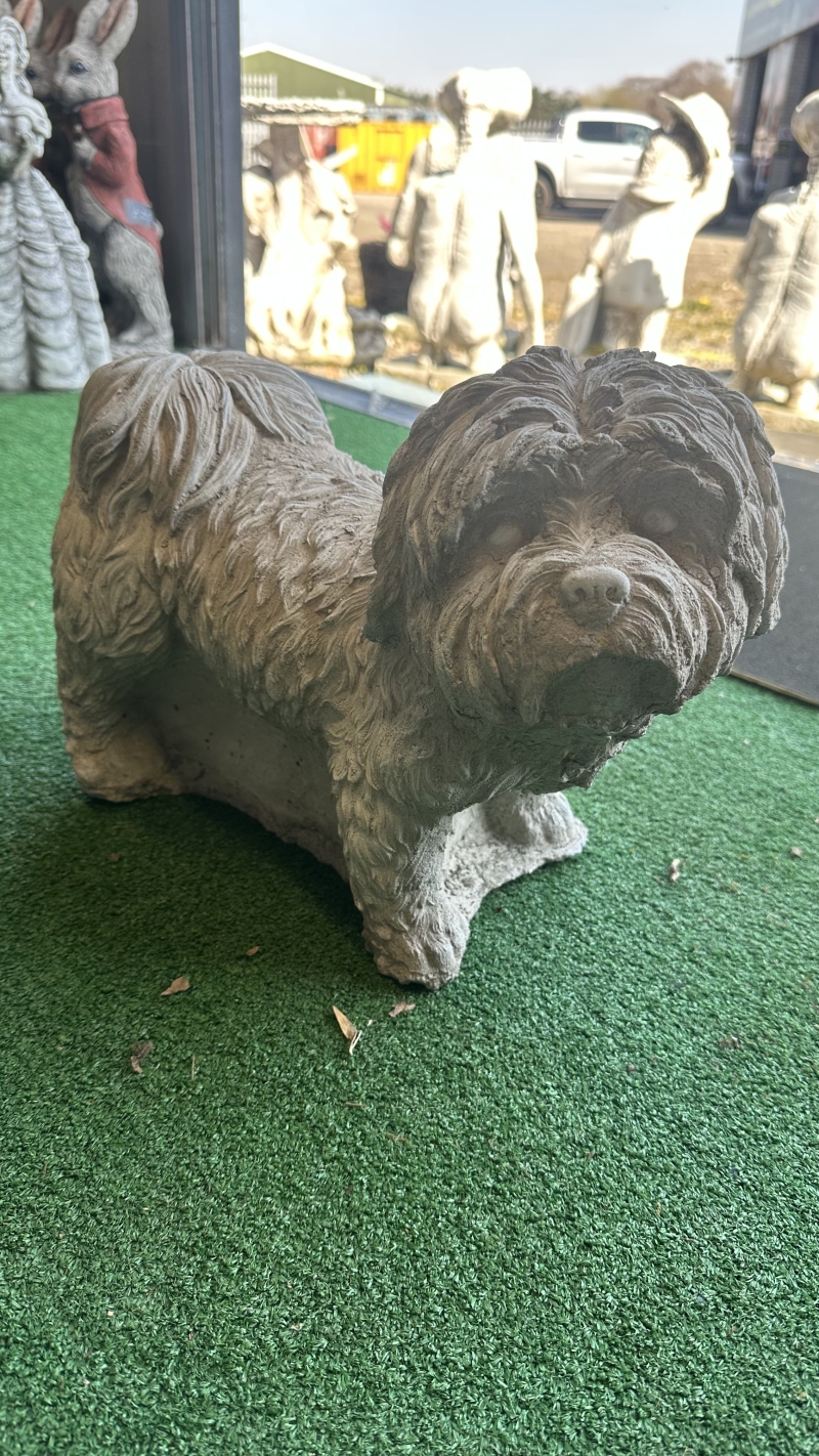 Small Dog