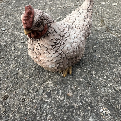 Chicken 