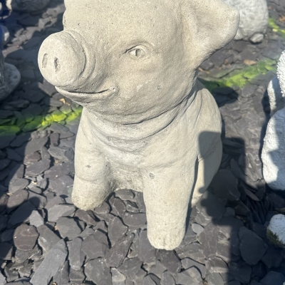 Chilling Pig 