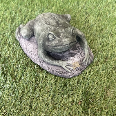 Frog On Rock 