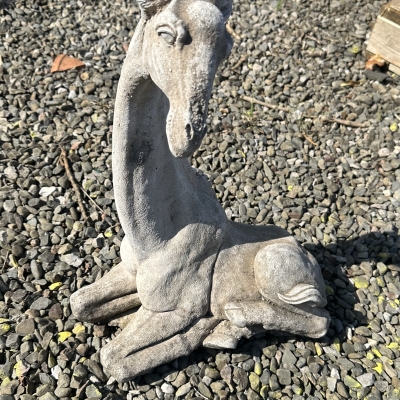 Laying down Giraffe 