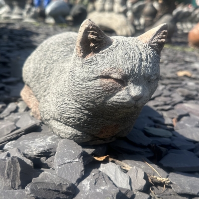 Tired Cat 