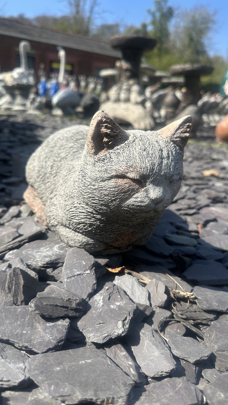 Tired Cat